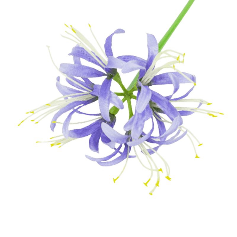 62cm Single Stem Artificial White Spider Lily