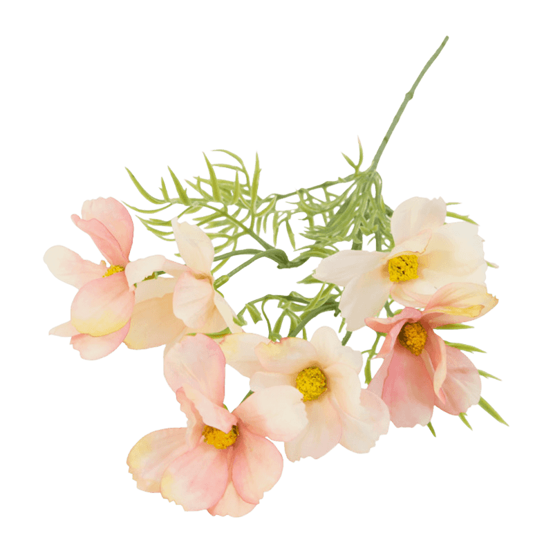 Daisy Flower With 6 Flowers