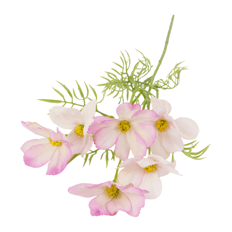 Daisy Flower With 6 Flowers