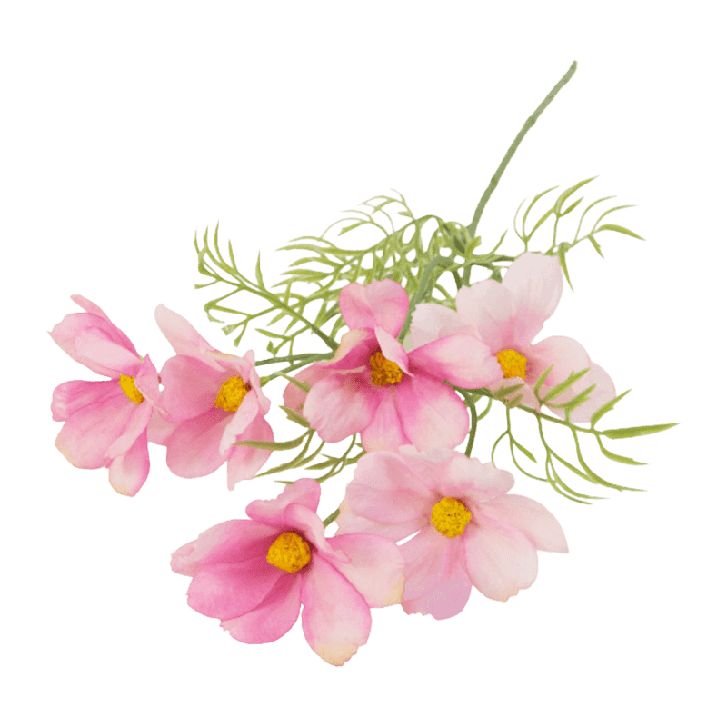 Daisy Flower With 6 Flowers
