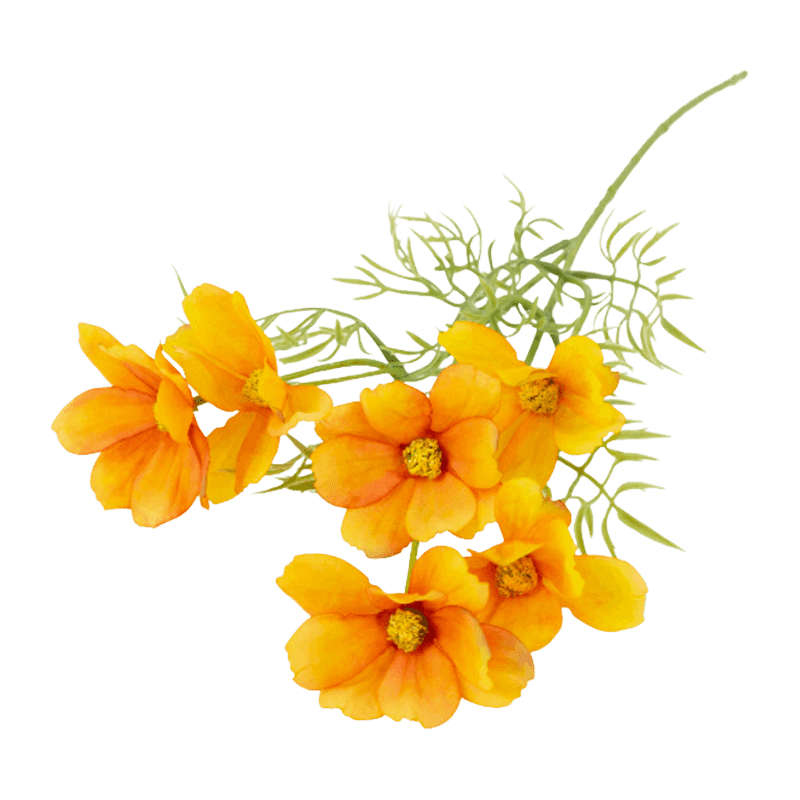 Daisy Flower With 6 Flowers