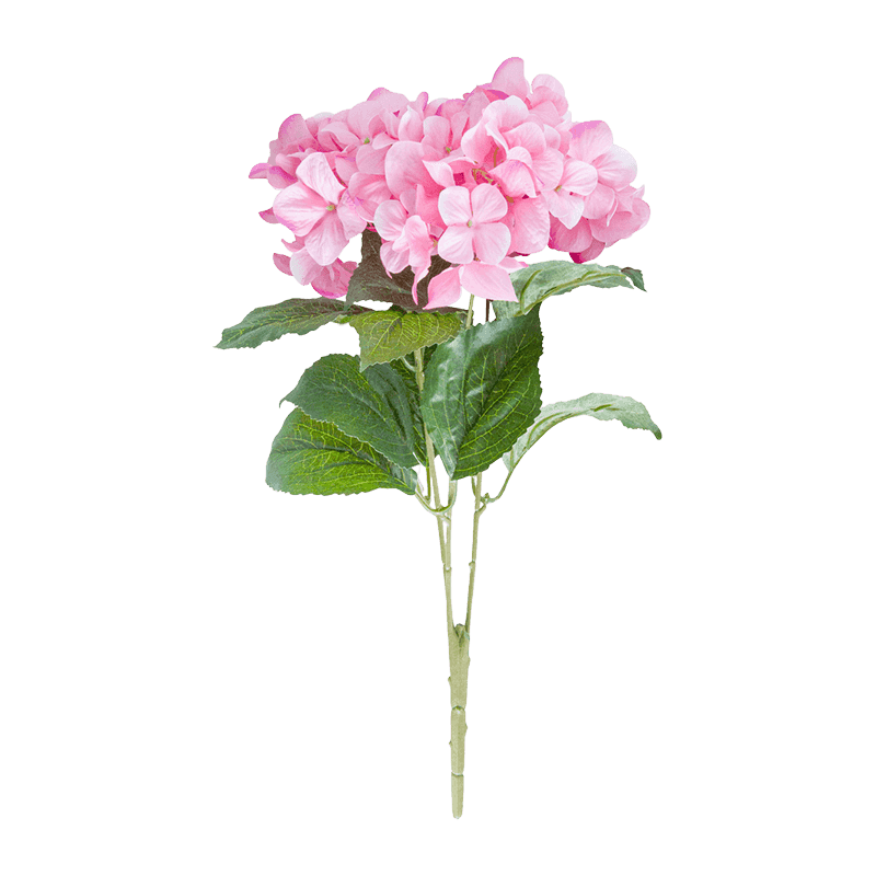 Hydrangea Bunsh Rose