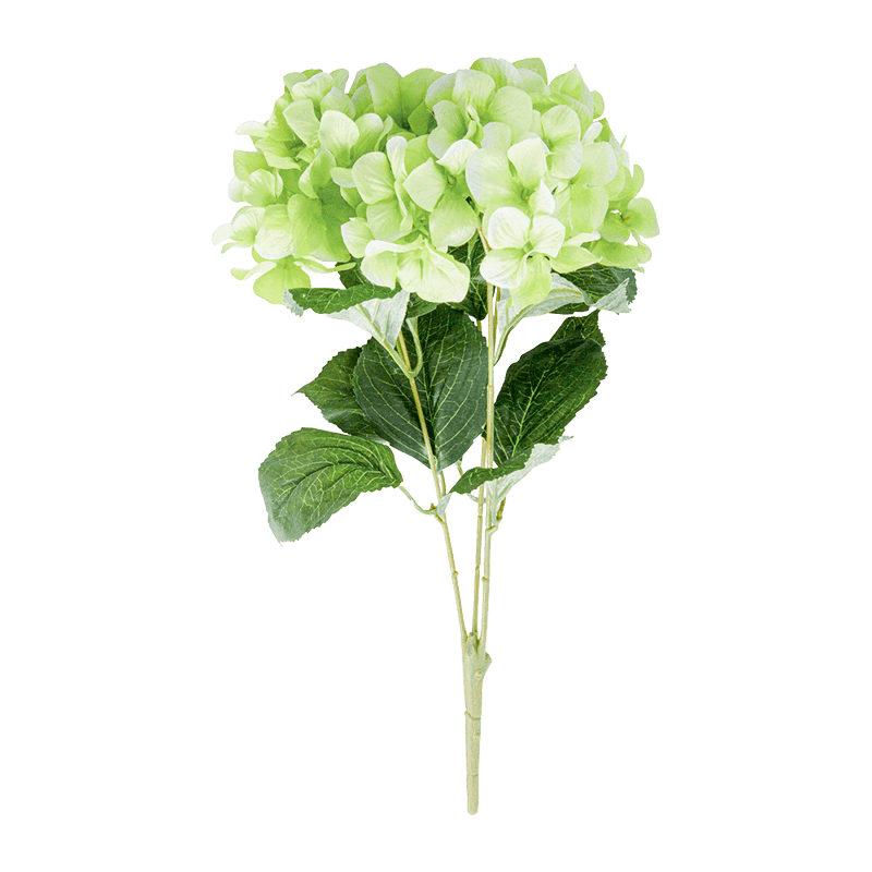 Hydrangea Bunsh Rose