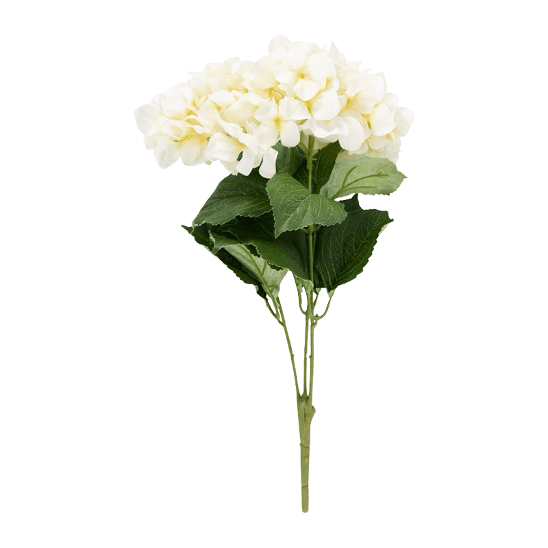Hydrangea Bunsh Rose