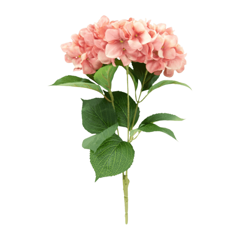 Hydrangea Bunsh Rose