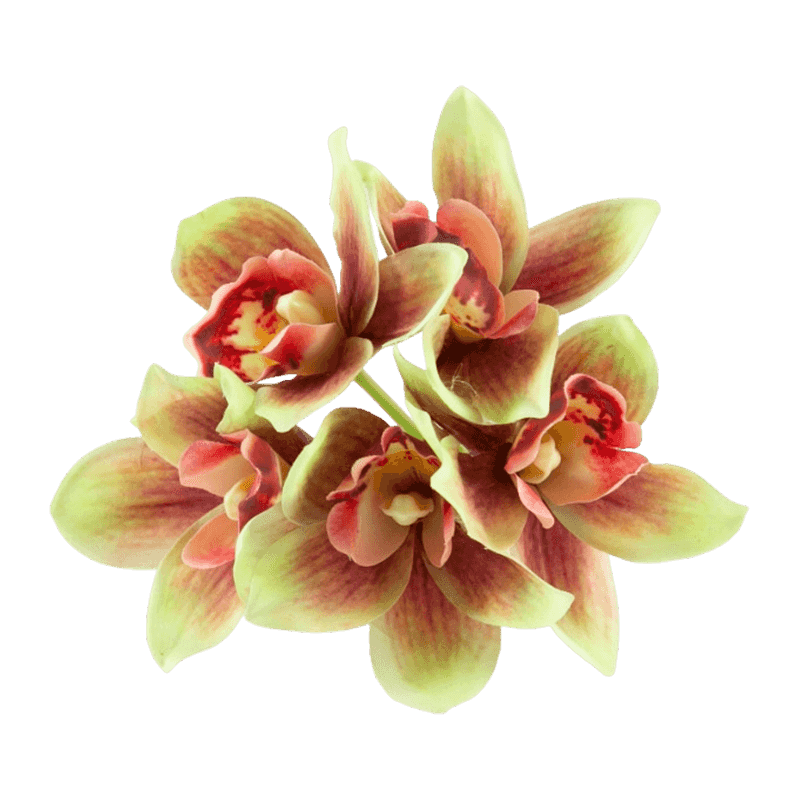 Silk Blush Cymbidium Hand-Tied Posy Bundle