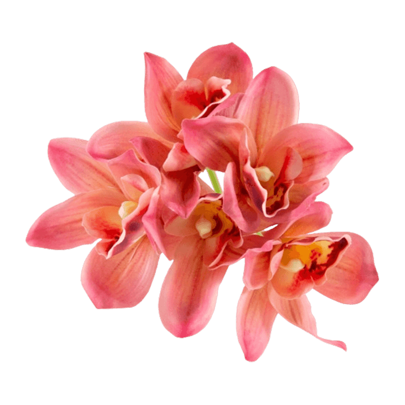Silk Blush Cymbidium Hand-Tied Posy Bundle