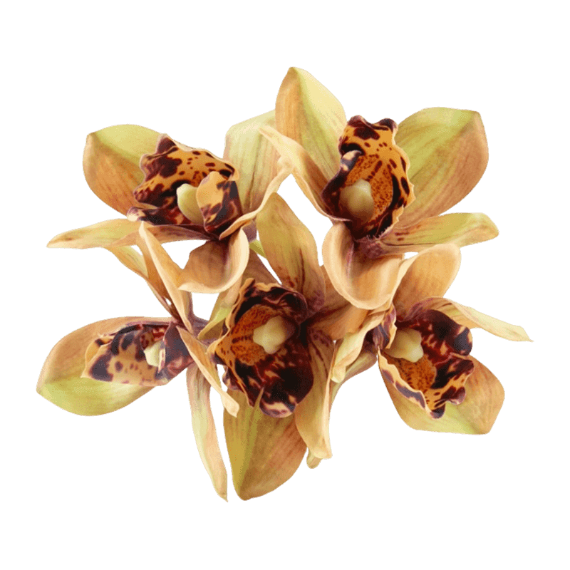 Silk Blush Cymbidium Hand-Tied Posy Bundle