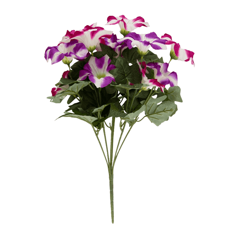 Morning Glory Bush With 14 Flowers