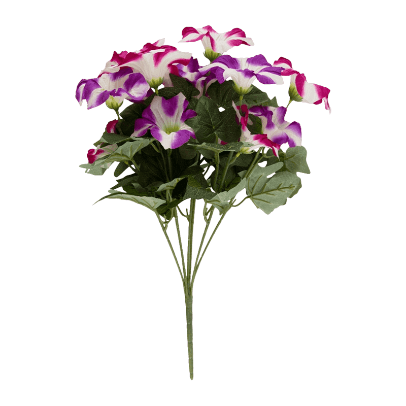 Morning Glory Bush With 14 Flowers