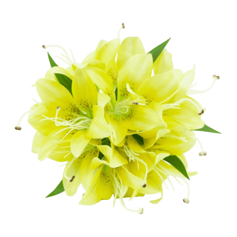6 Heads Artificial Lily Pick Bouquet