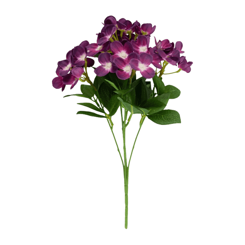 Syringa Vulgaris Bush With 45 Flowers