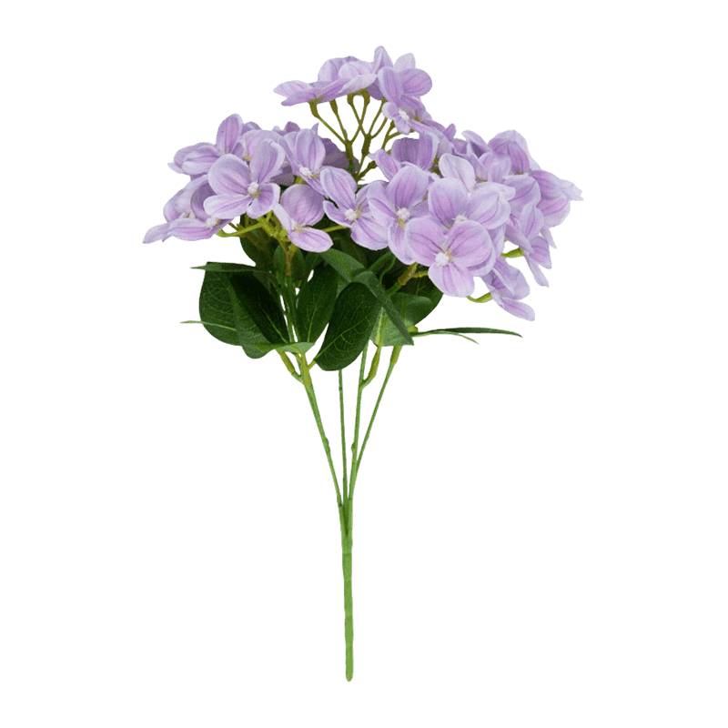 Syringa Vulgaris Bush With 45 Flowers
