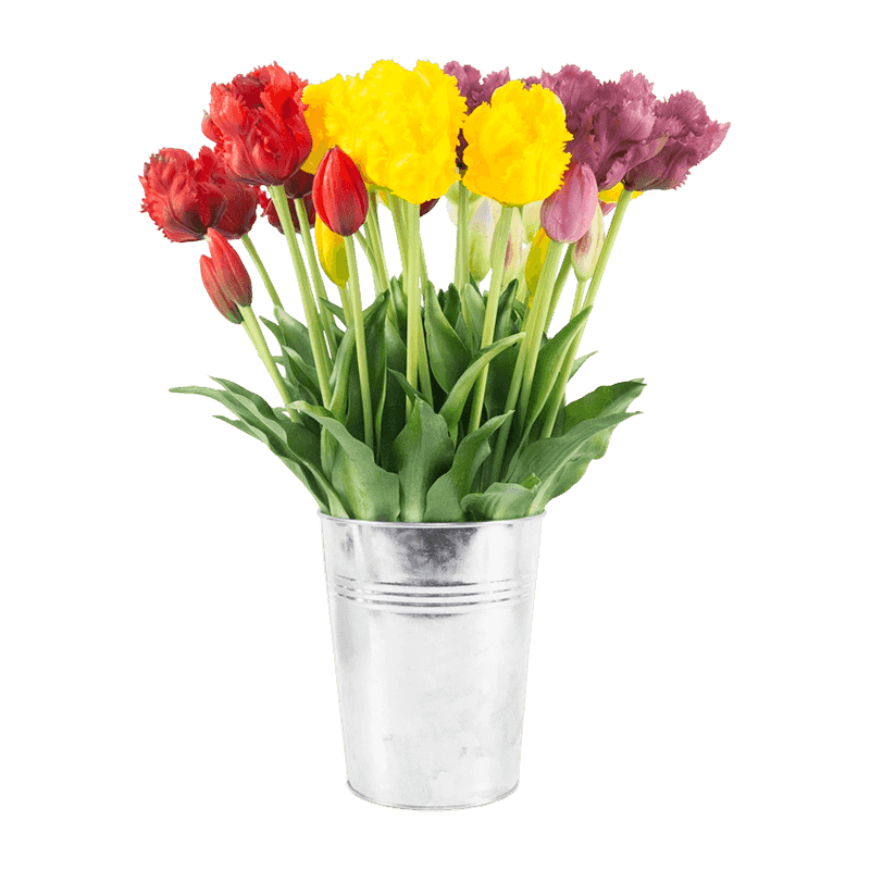 8 Bouquet Tulip In Iron Pot