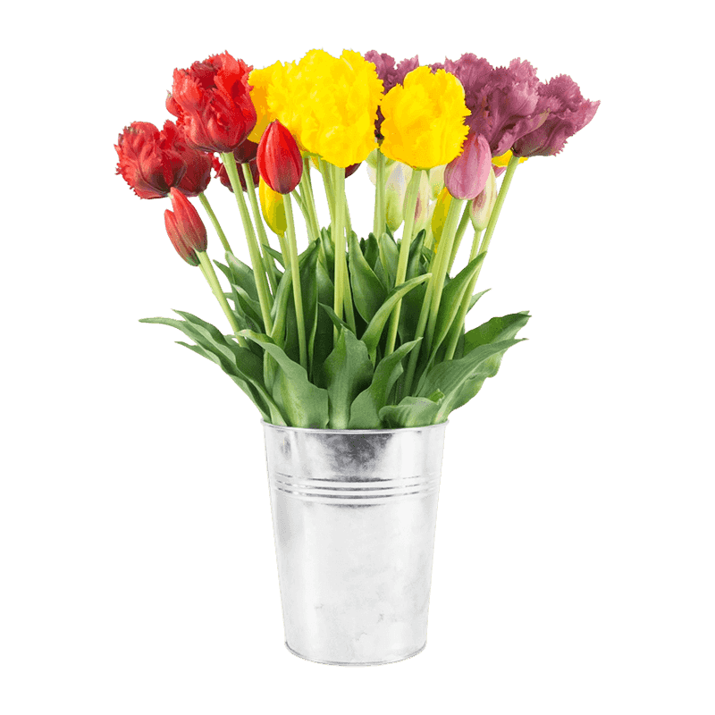 8 Bouquet Tulip In Iron Pot