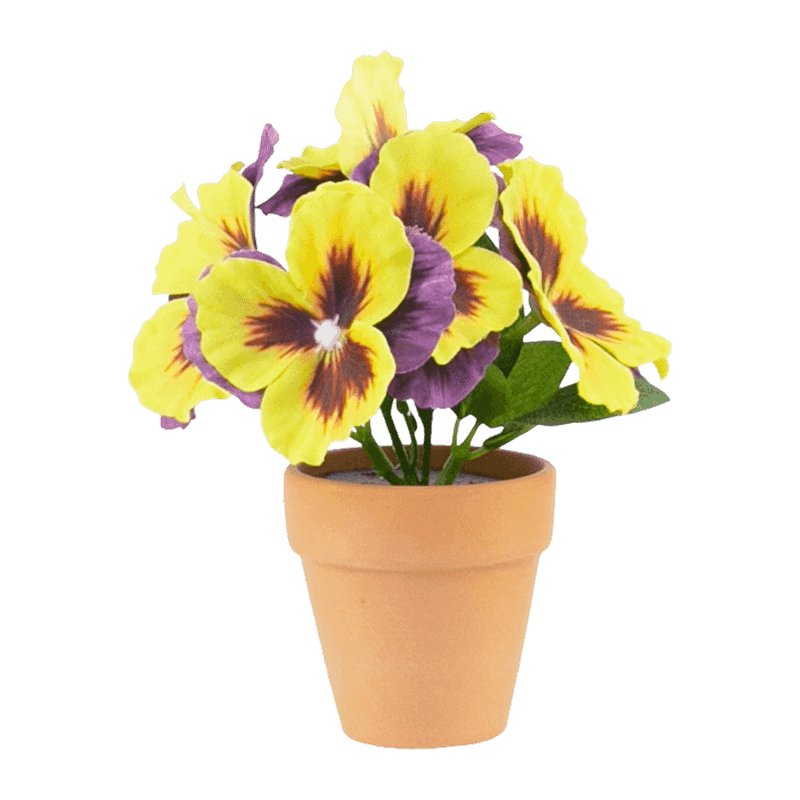 Pansy Flower With Clay Pot