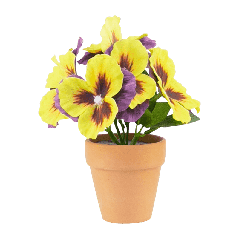 Pansy Flower With Clay Pot