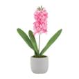 16" Real Touch Hyacinth In Cement Pot