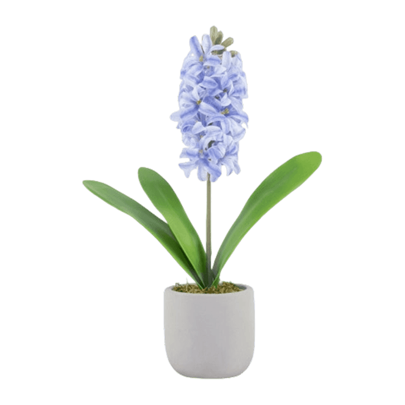 16" Real Touch Hyacinth In Cement Pot
