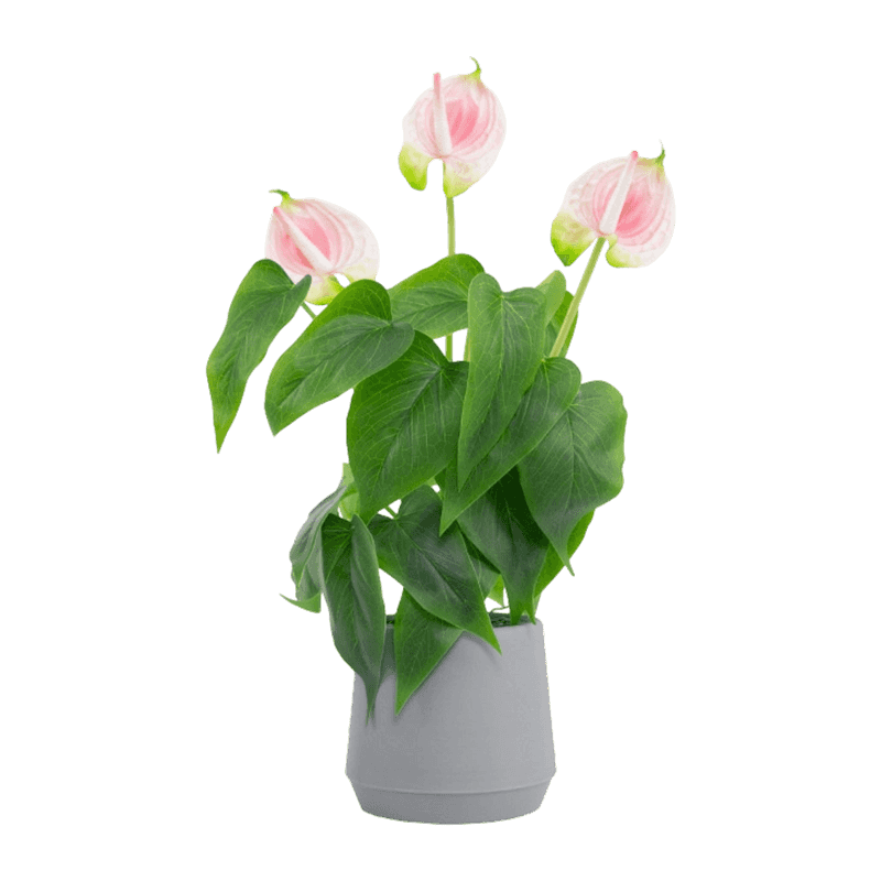 Artificial Calla Lily Flower With Plastic Pot