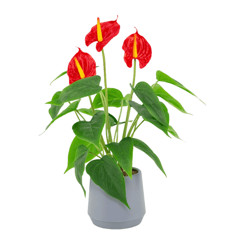 Artificial Calla Lily Flower With Plastic Pot