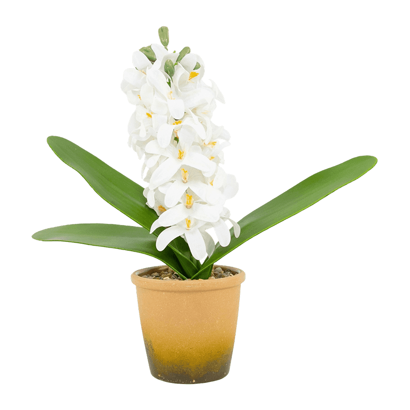 Hyacinth In Melamine Pot 30cm Hyacinth In Melamine Pot 30cm