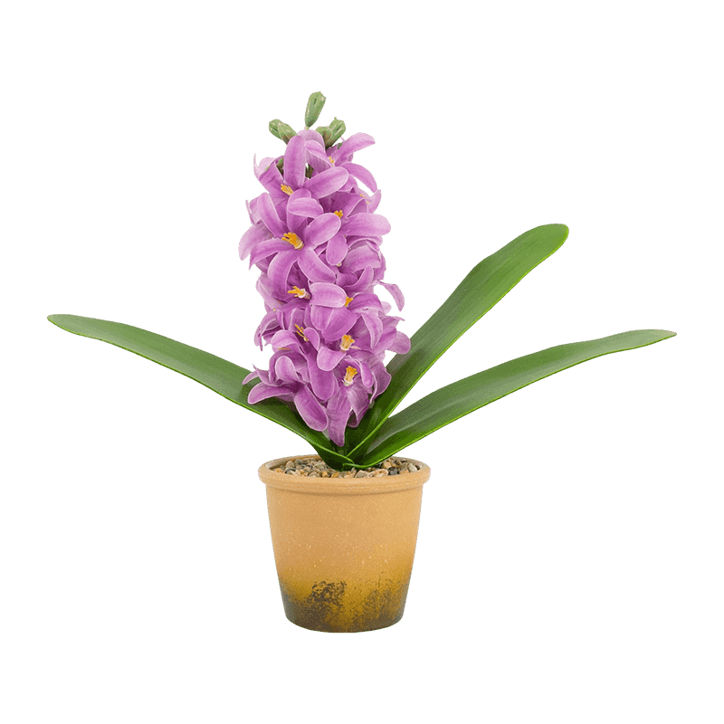 Hyacinth In Melamine Pot 30cm Hyacinth In Melamine Pot 30cm