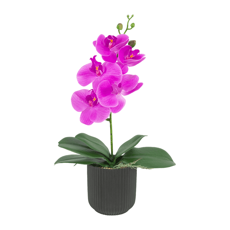 Orchid Flower In PP Pot Real Touch