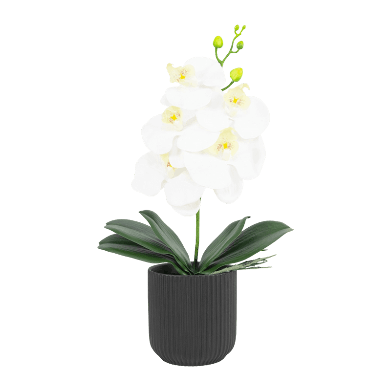 Orchid Flower In PP Pot Real Touch