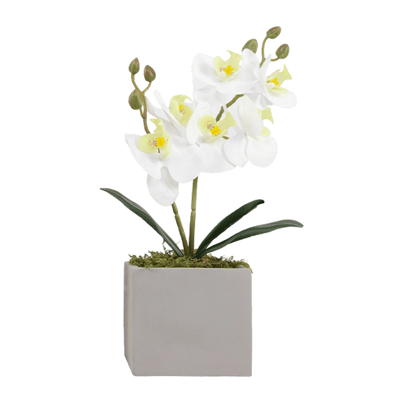 Art. Flower Orchid In Pot