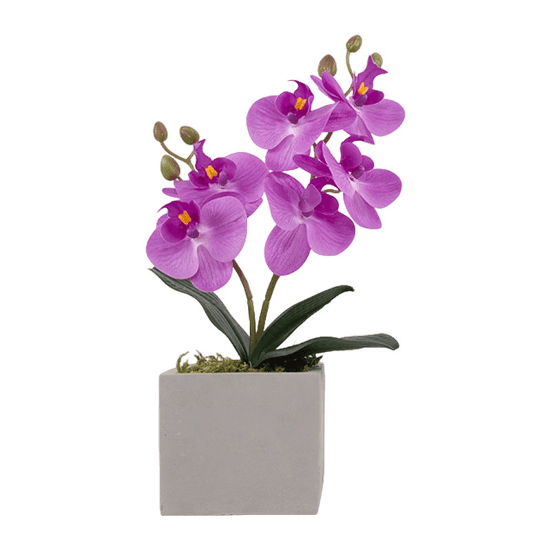 Art. Flower Orchid In Pot Art. Flower Orchid In Pot