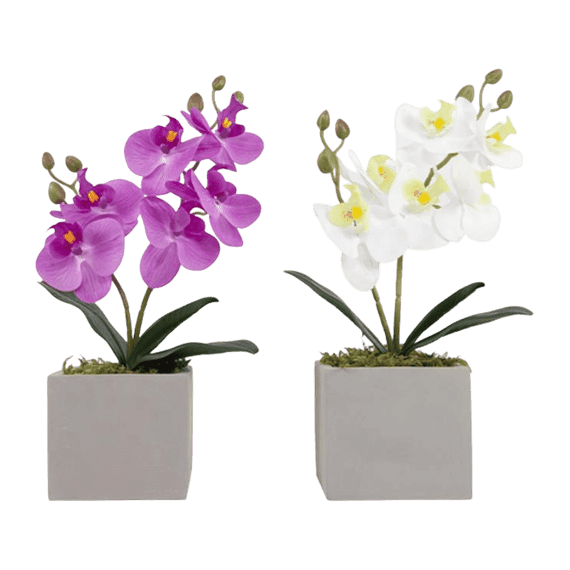 Art. Flower Orchid In Pot Art. Flower Orchid In Pot