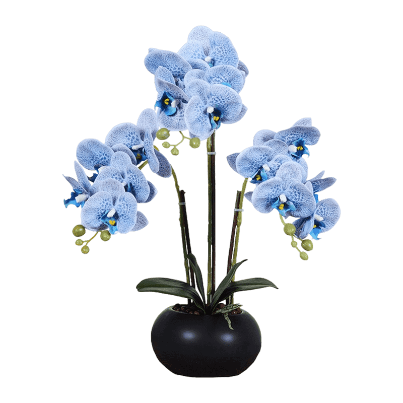15 Orchid Flowers In Ceramic Pot 15 Orchid Flowers In Ceramic Pot