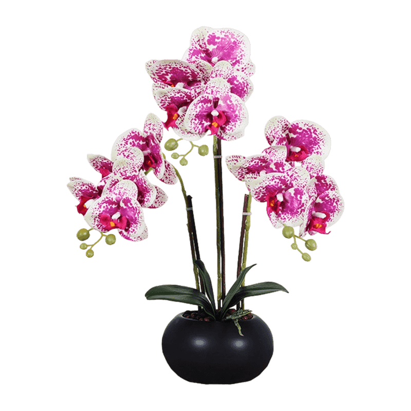 15 Orchid Flowers In Ceramic Pot 15 Orchid Flowers In Ceramic Pot