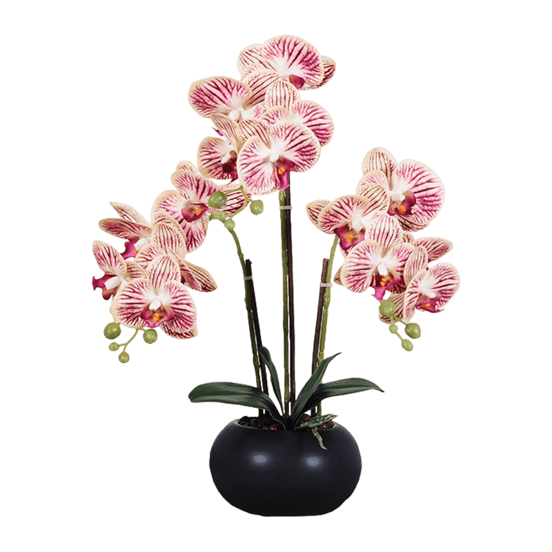 15 Orchid Flowers In Ceramic Pot 15 Orchid Flowers In Ceramic Pot