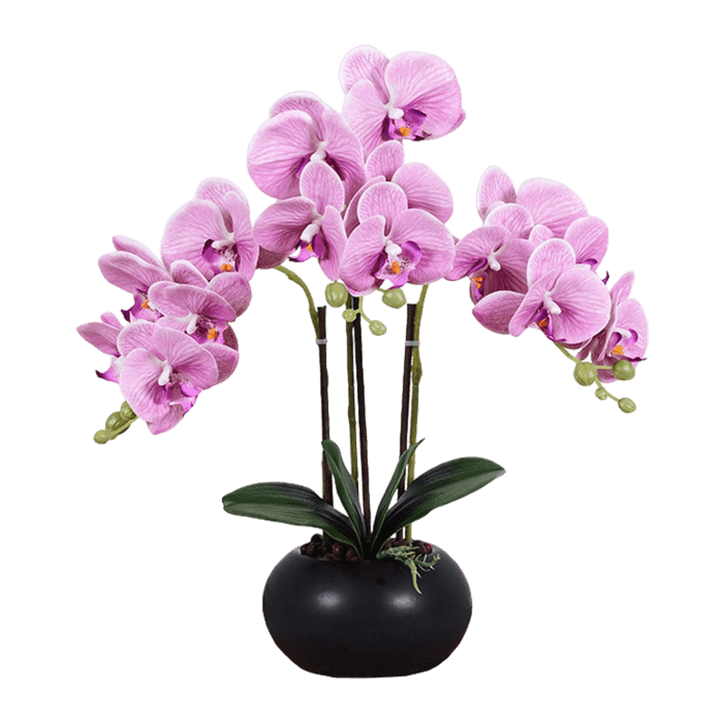 15 Orchid Flowers In Ceramic Pot 15 Orchid Flowers In Ceramic Pot