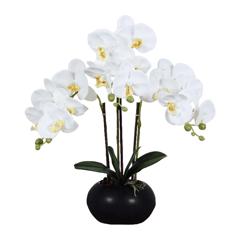 15 Orchid Flowers In Ceramic Pot 15 Orchid Flowers In Ceramic Pot
