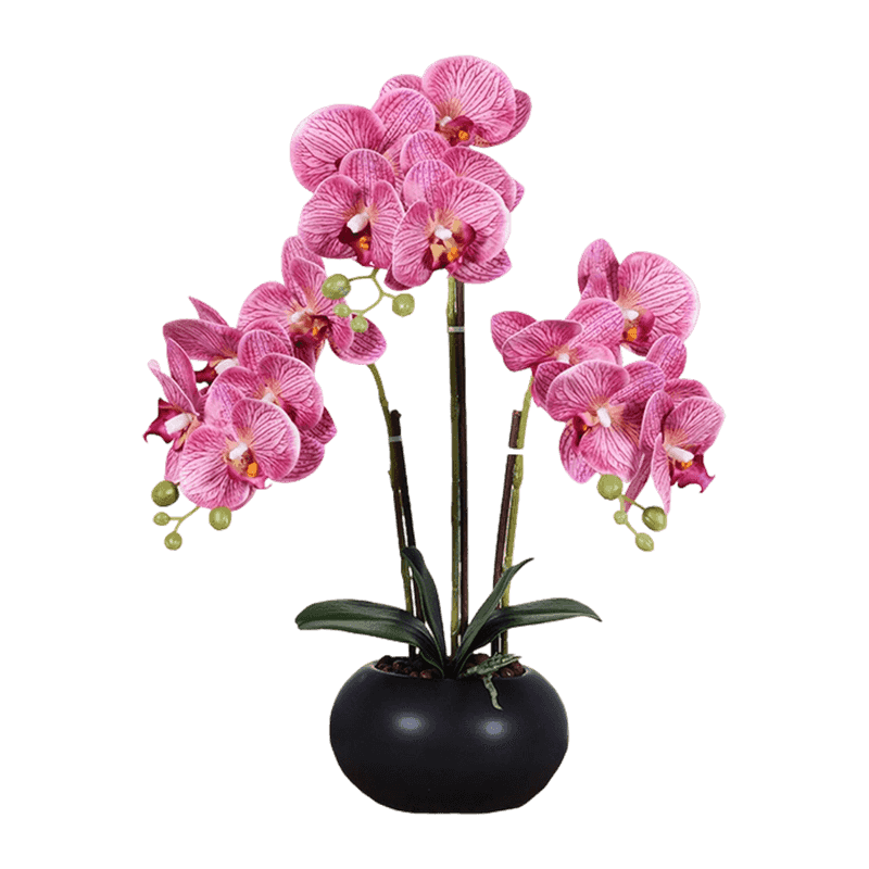 15 Orchid Flowers In Ceramic Pot 15 Orchid Flowers In Ceramic Pot