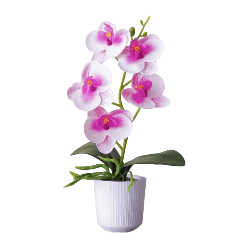 5 Orchid Flowers In PP Pot