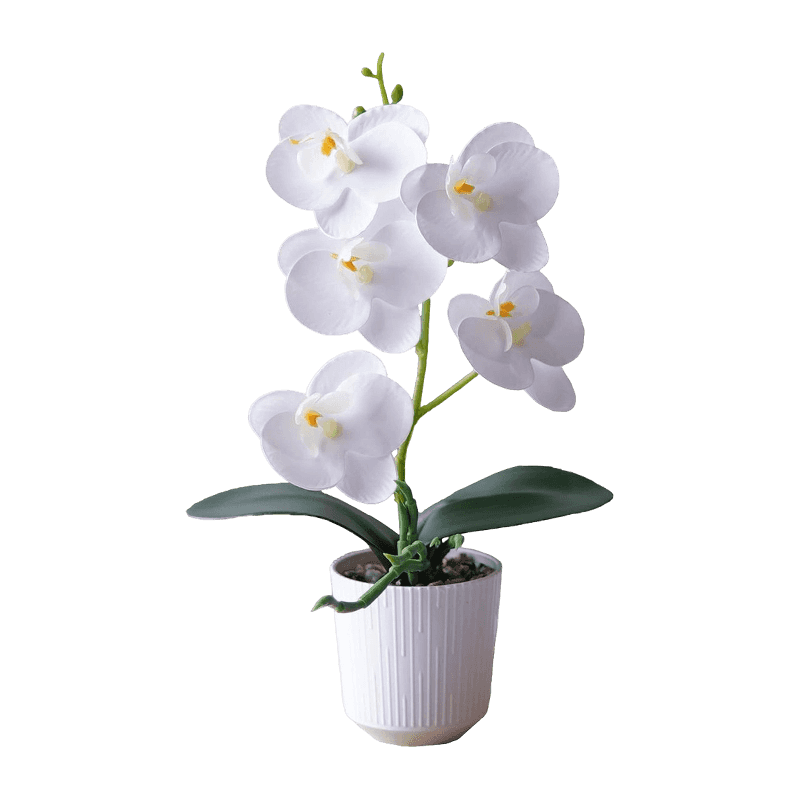 5 Orchid Flowers In PP Pot