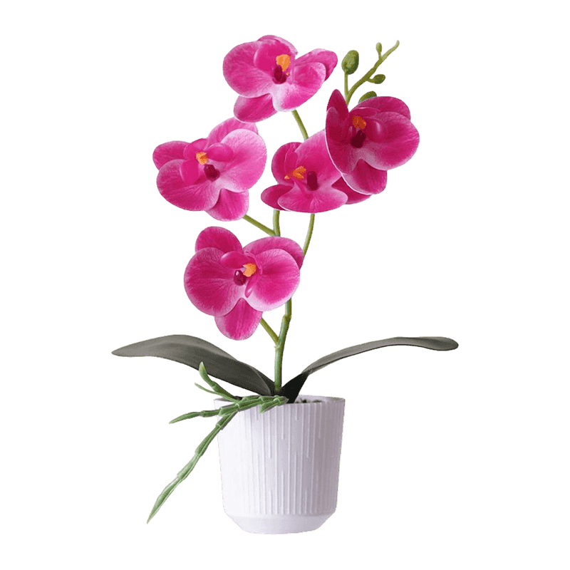 5 Orchid Flowers In PP Pot