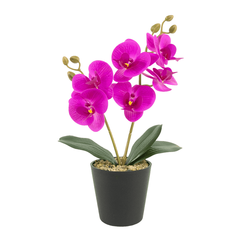 Real Touch Orchid In PP Pot With 6 Flowers