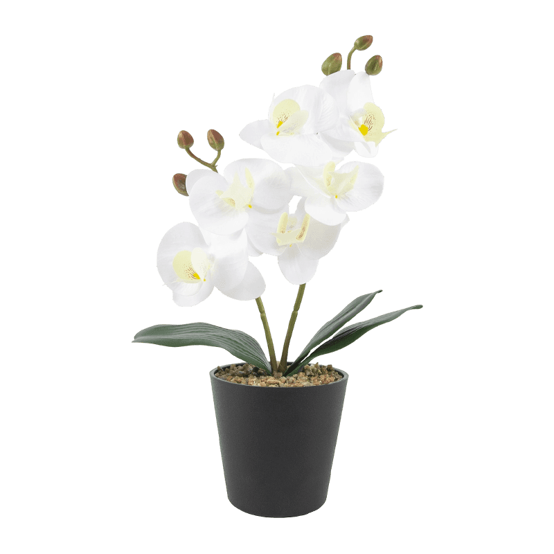 Real Touch Orchid In PP Pot With 6 Flowers Real Touch Orchid In PP Pot With 6 Flowers