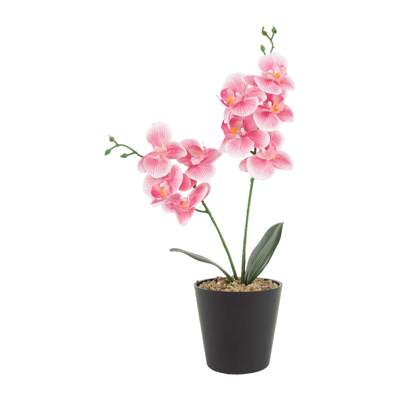 3D Print Orchid In PP Pot With 9 Flowers