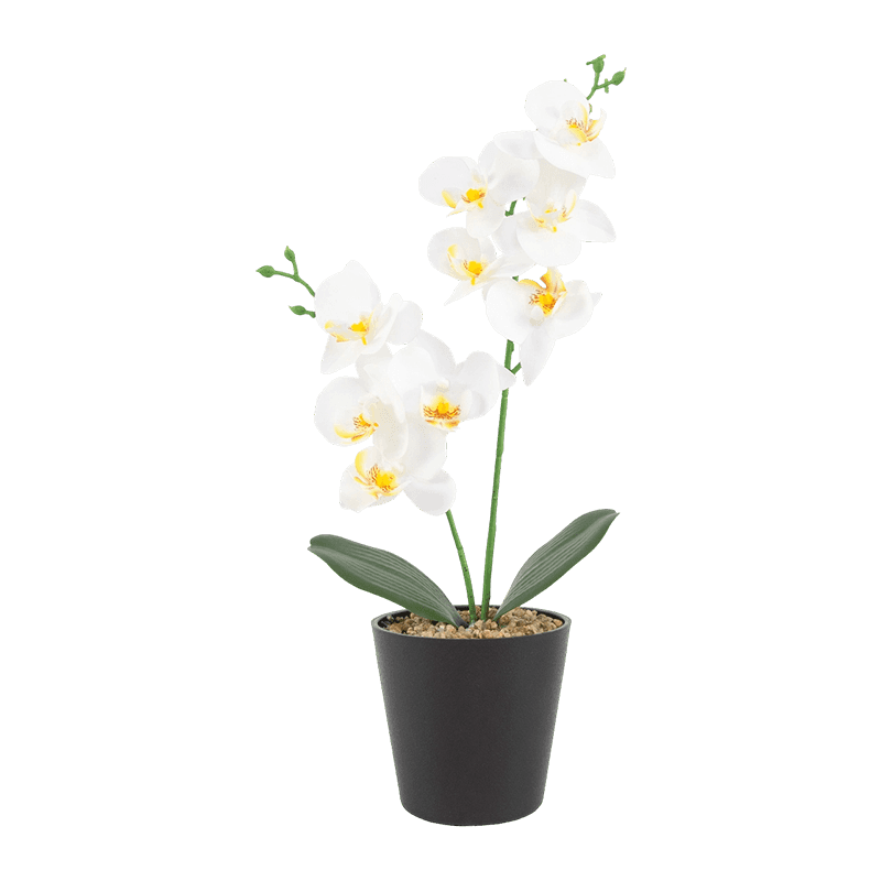 3D Print Orchid In PP Pot With 9 Flowers 3D Print Orchid In PP Pot With 9 Flowers