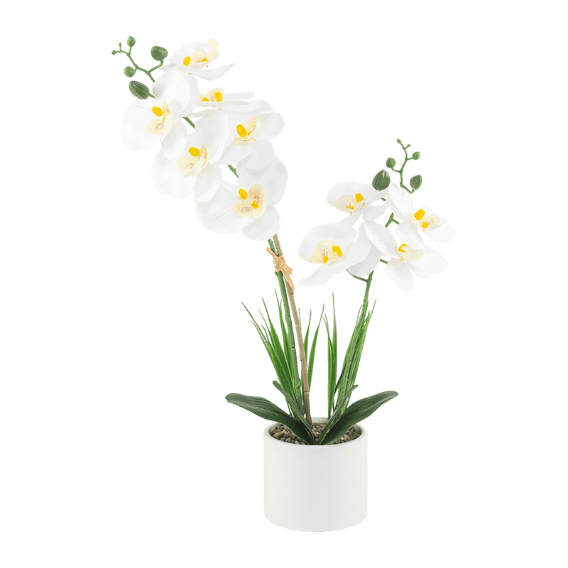 17"H White Orchid In White Ceramic Pot-2S/10Flw