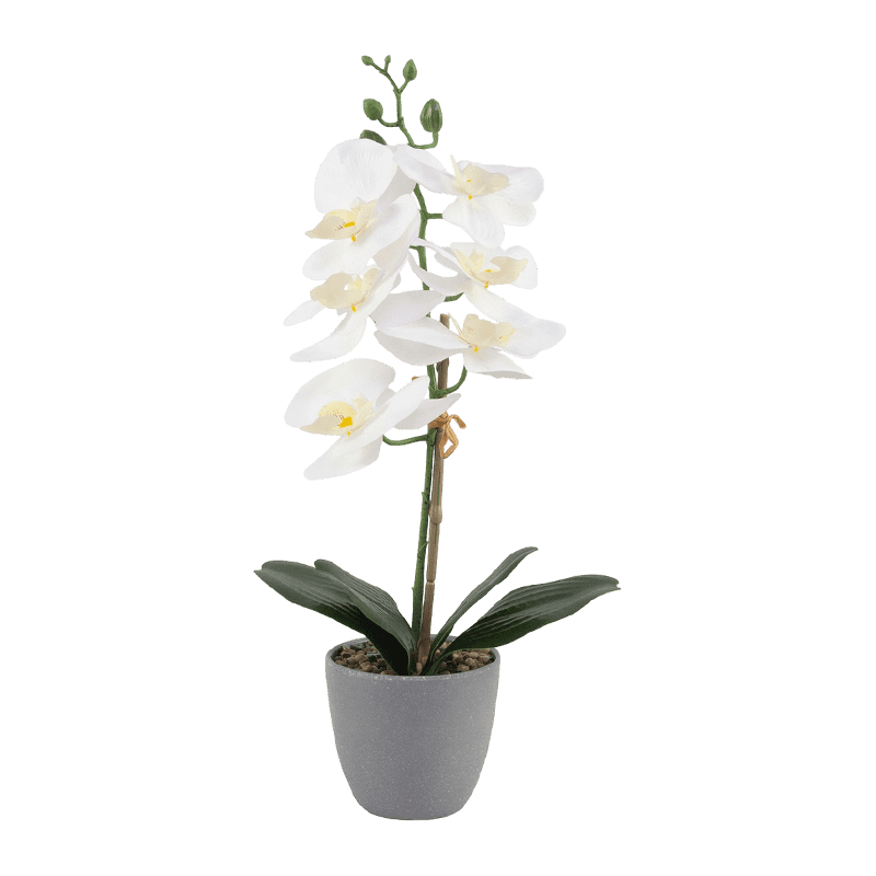 16"H RT White Orchid In Grey Melamine Pot-1S/6Flw