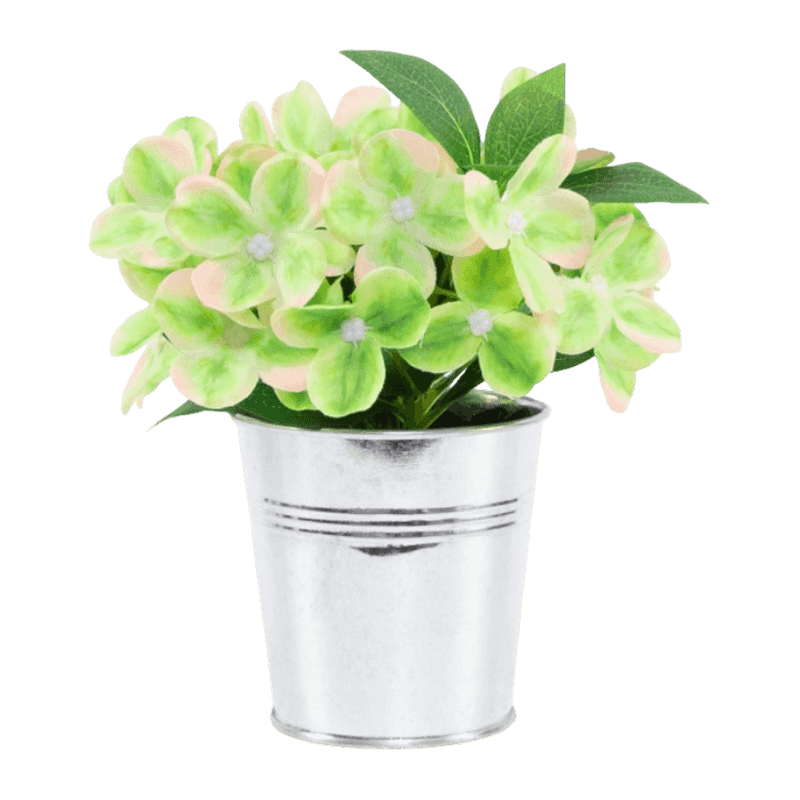 Syringa Vulgaris Flower In Iron Pot
