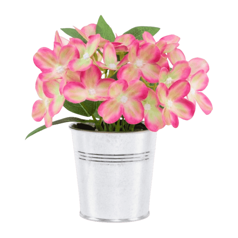 Syringa Vulgaris Flower In Iron Pot