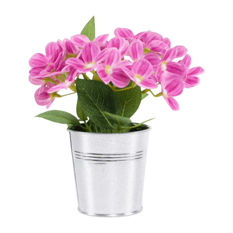 Syringa Vulgaris Flower In Iron Pot
